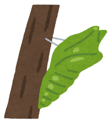 蝶のさなぎのイラスト
