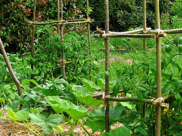 Des tuteurs à tomates fabriqués à la main Des tuteurs à tomates fabriqués soi-même