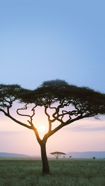 solo-tree-safari-day-africa-sunrise-34-iphone6-plus-wallpaper.jpg