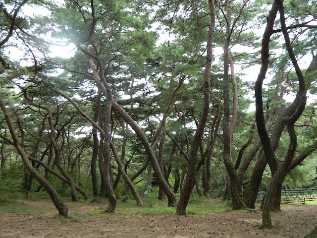 Weird looking trees at the base of the mountain 