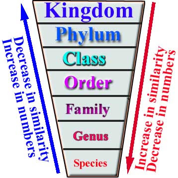 Alex.Alveo18: Vocabulary # 3 -Classification