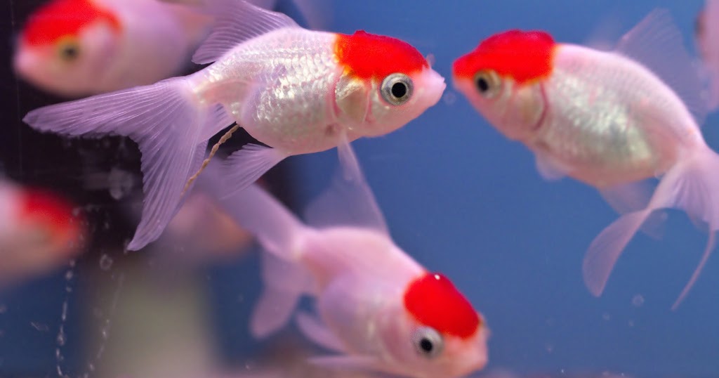 Vastu Shastra Benefits of Fish aquarium