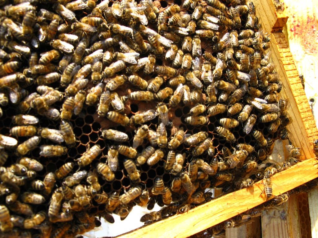 arıcılık, ana arı, karniol