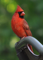 cardinal bird cardinals wild flying birds sweet