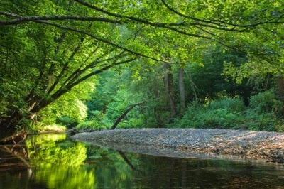 Tree by stream