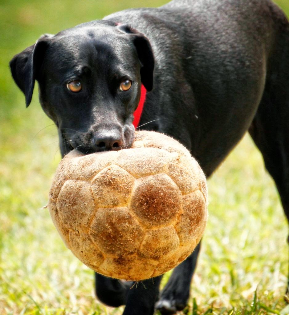 29. Soccer Dog