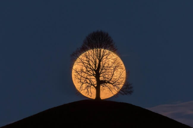 18 Extraordinary Pictures: Filters Fade in Front of Nature’s Magnificence - A tree on a full moon