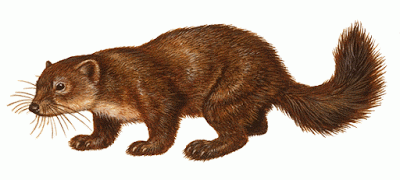 Asiatic mustelids Sable