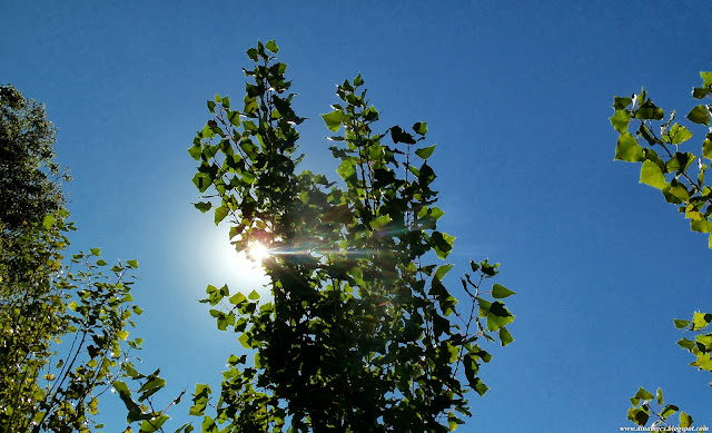 Sol entre las hojas Sol entre las hojas