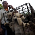 8 εκατομμύρια Κινέζοι λένε όχι στο εμπόριο κρέατος σκύλου...