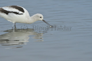 American Avocet caught Fish for Lunch American Avocet caught Fish for Lunch