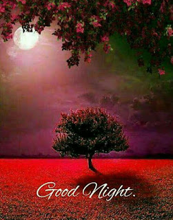 Good Night Good Night