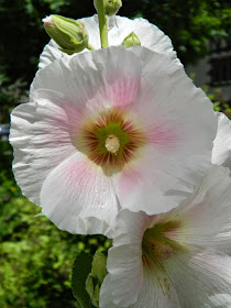 White Hollyhock Alcea rosea by garden muses-not another Toronto gardening blog