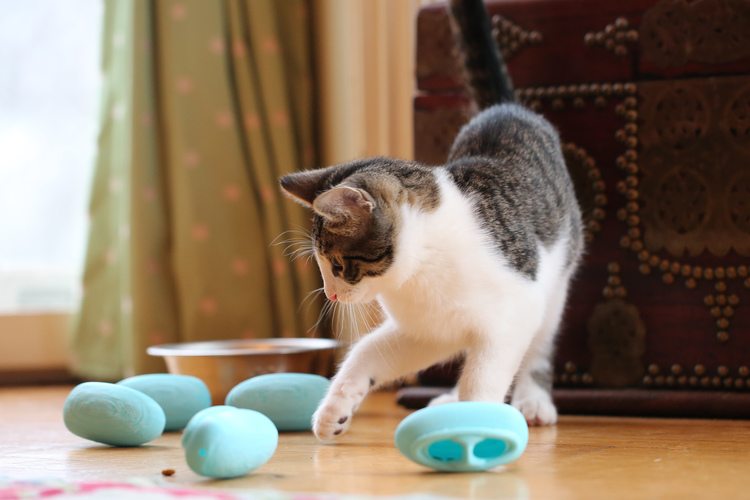 How to Best Feed your Cat Australian Cat Lover