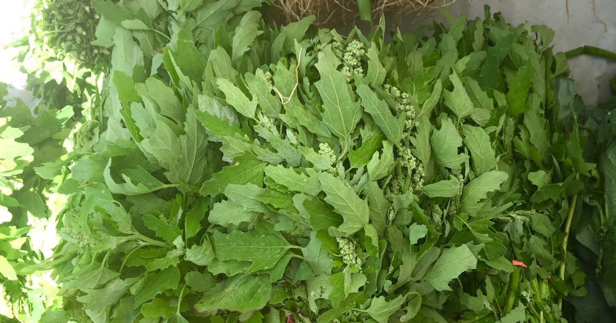 Kvell in the Kitchen Indian Tofu With Lambsquarters