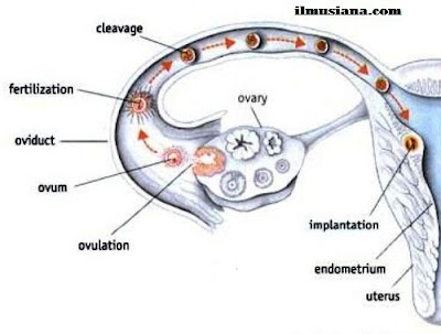 Fertilization and Embryo Development reproductive system