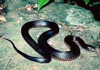 black snake florida