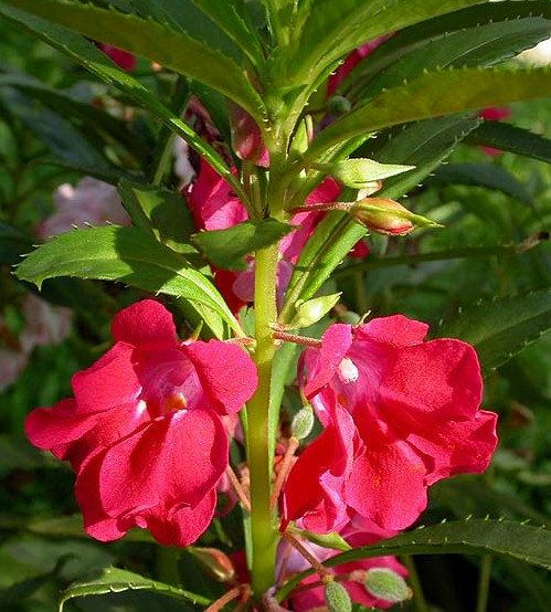 Mata Air Sunnah Kata Kata Bijak Tentang Syukur