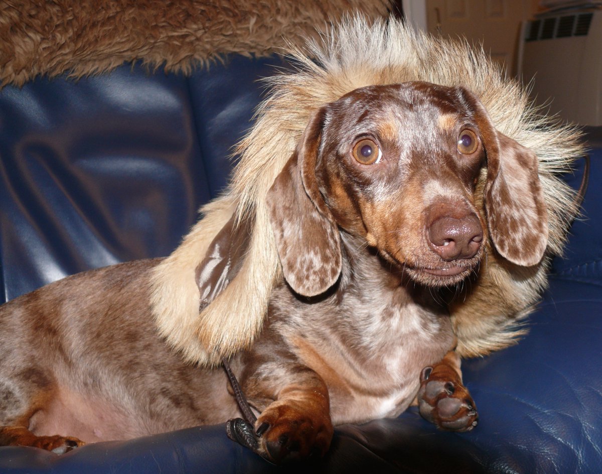 The Orchard Tea Room Farm Shop 2016 the-orchard-tea-room-farm-shop-2016