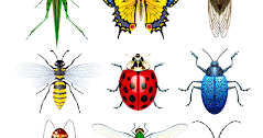 10 Golongan Kelas Insecta (Serangga) - Biologisites