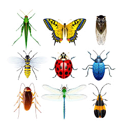 49+ Contoh Hewan Dari Kelas Insecta Yang Mengalami Metamorfosis