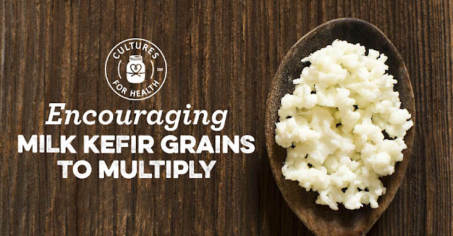 https://www.culturesforhealth.com/learn/milk-kefir/encouraging-milk-kefir-grains-to-multiply/