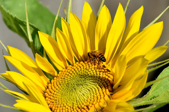 Bee on Sunflower