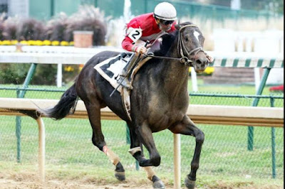 Kentucky derby horses 2017 McCracken derby horse