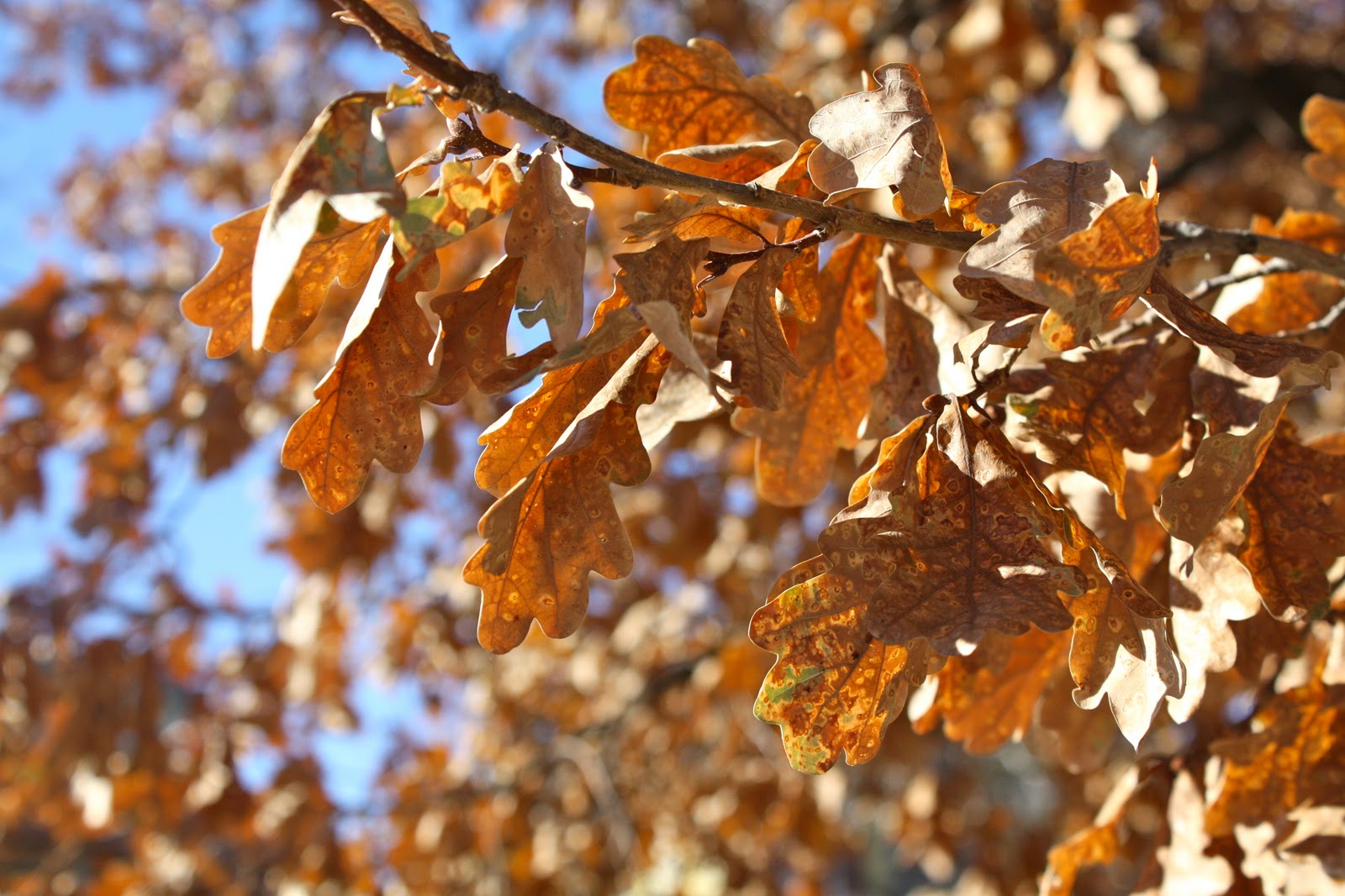 Sparrows & Spatulas 2011