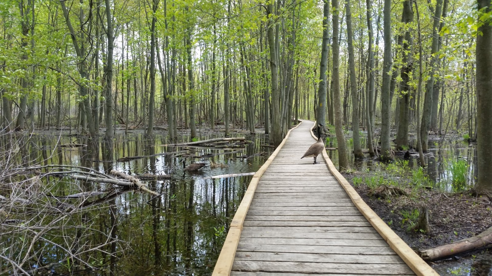 Adventure Series London Ontario Sifton Bog