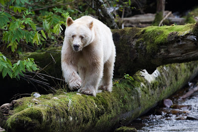 Kermode spirit Η Αρκούδα-φάντασμα του Καναδά