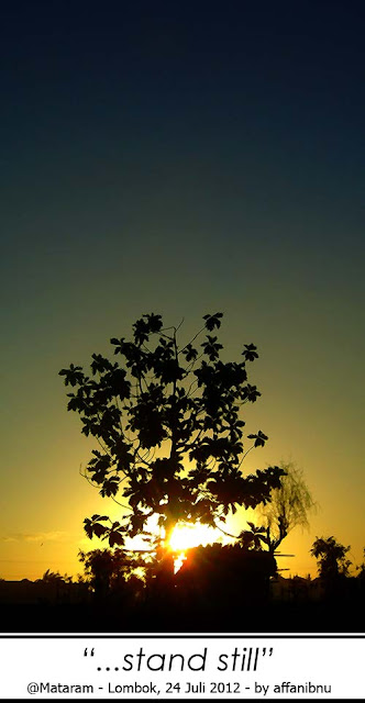 Siluet Pohon pada Sunset di Lombok