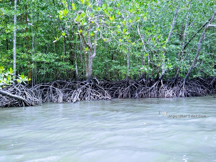 Langkawi Family trip : Mangrove