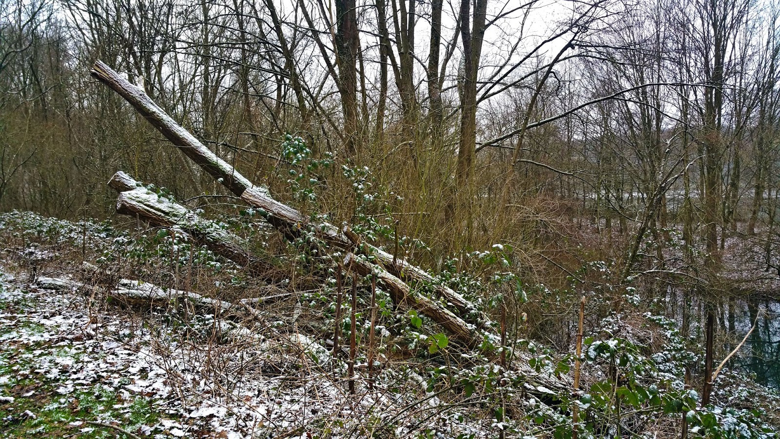 Malteser In Deutschland