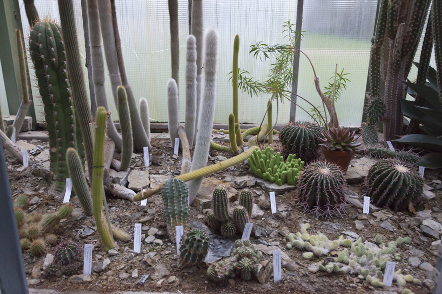 Calluna Magazin Juli 2017