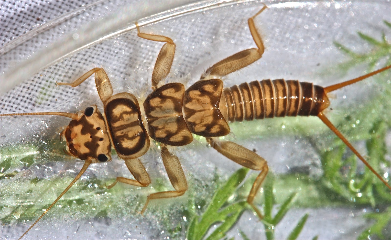 Aquatic Insects of Central Virginia: Remenus bilobatus -- and Much More ...