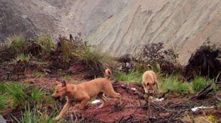 Ditemukan Anjing Paling Langka Di Pegunungan Papua 