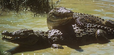 Nile crocodile (Crocodylus niloticus