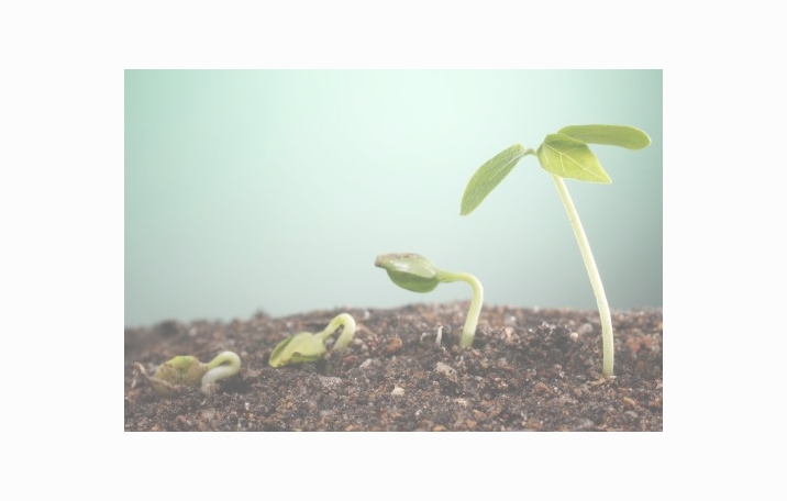 Living Things (Organisms) : Definition and Characteristics - Science Shape