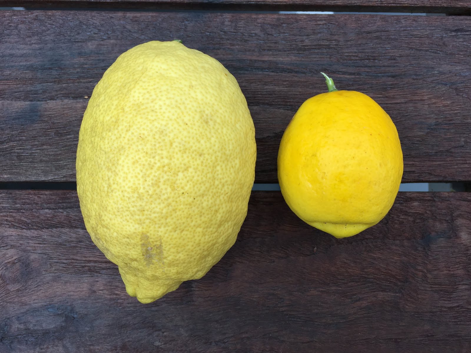 Citrus Enthusiast Meyer Lemons vs. Regular Lemons