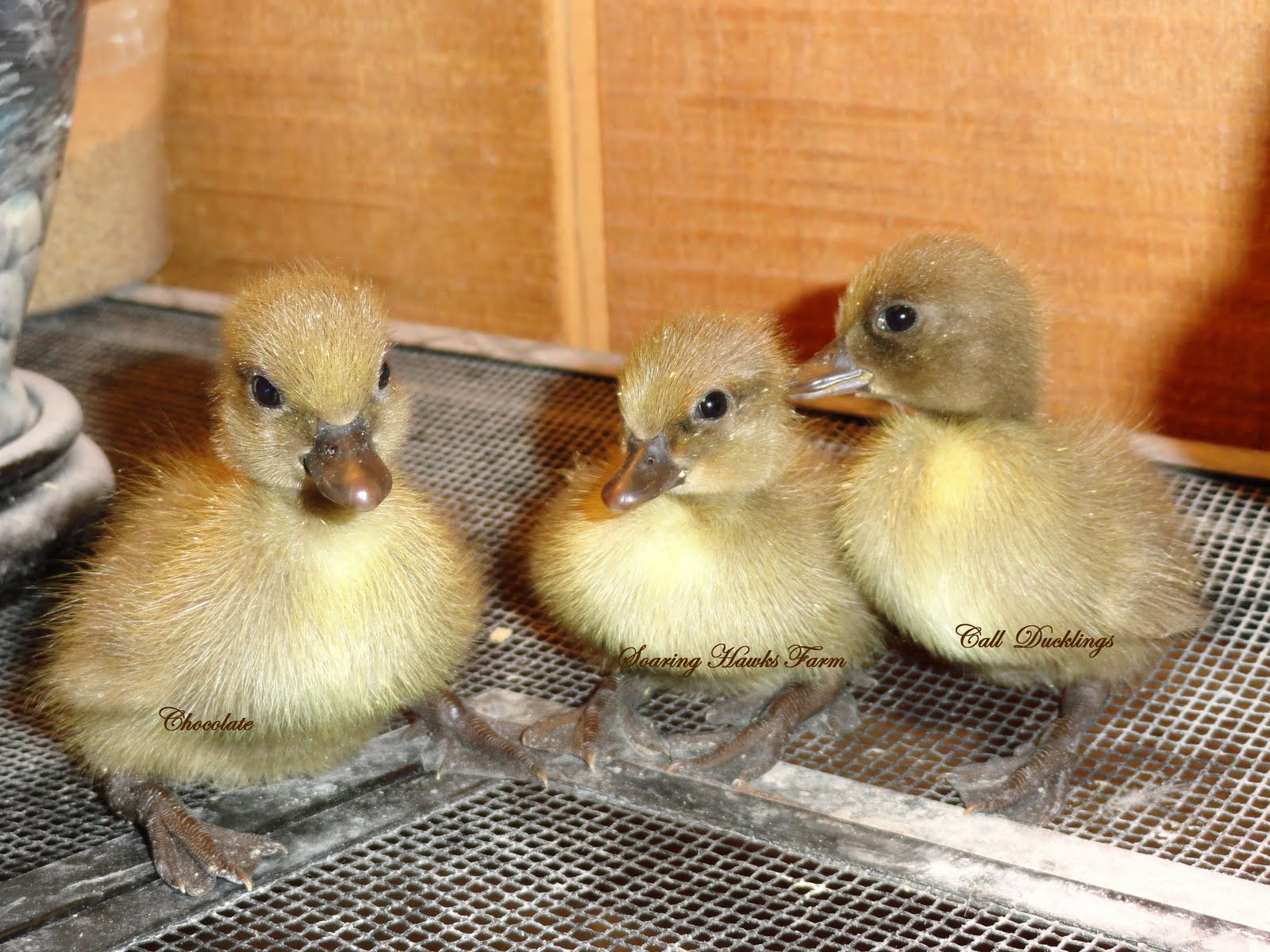 Soaring Hawks Farm Call Ducks