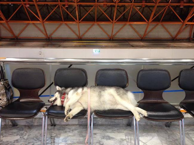 "Chú chó quốc dân" của Thái Lan gây sốt vì... đi đâu cũng mang theo gối, nằm đâu cũng ngủ được!
