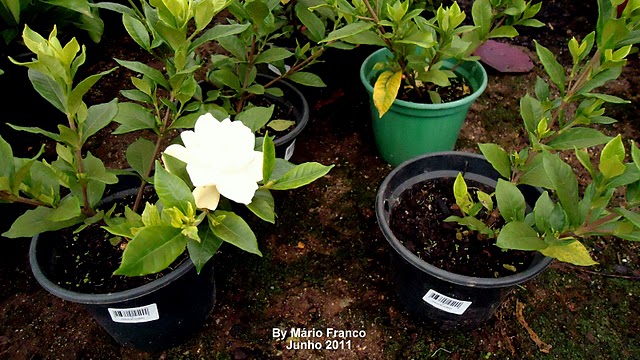 Meu Cantinho Verde: JASMIM-DO-CABO - ( Gardenia jasminoides )