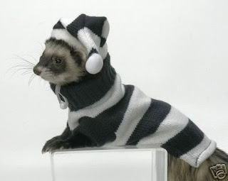 Funny Ferrets Dressed Up