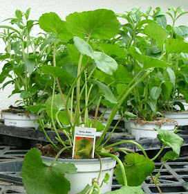 Ersag Anadolu Ersag Gotu Kola Ersag Anadolu Ersag Gotu Kola