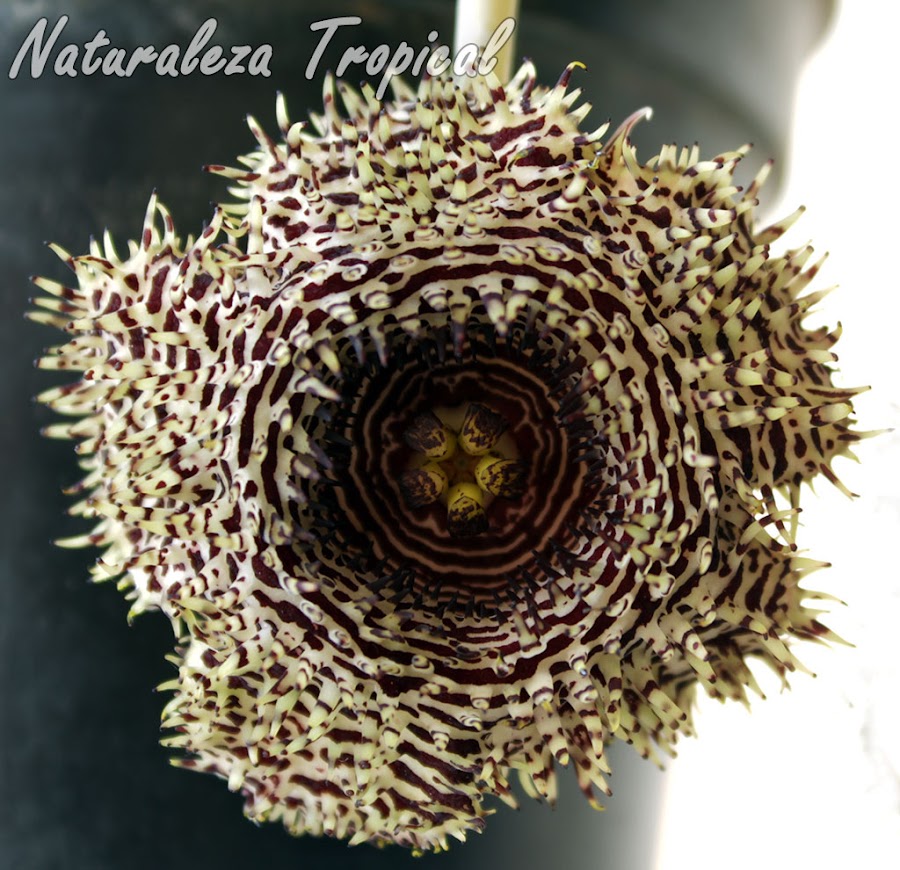 Floración característica de la Flor Carroñera o Erizo, Huernia hystrix