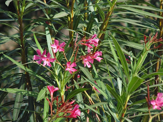 Cundil shrub