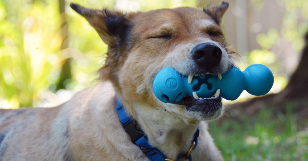 The Dog Geek: Puzzle Toy Review: JW Playbites Caterpillar