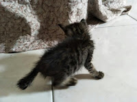 another kitten another kitten