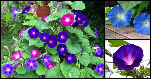 Morning Glory Flower: A Beautiful Bloom That Possesses Amazing Healing Capabilities Morning Glory Flower: A Beautiful Bloom That Possesses Amazing Healing Capabilities
